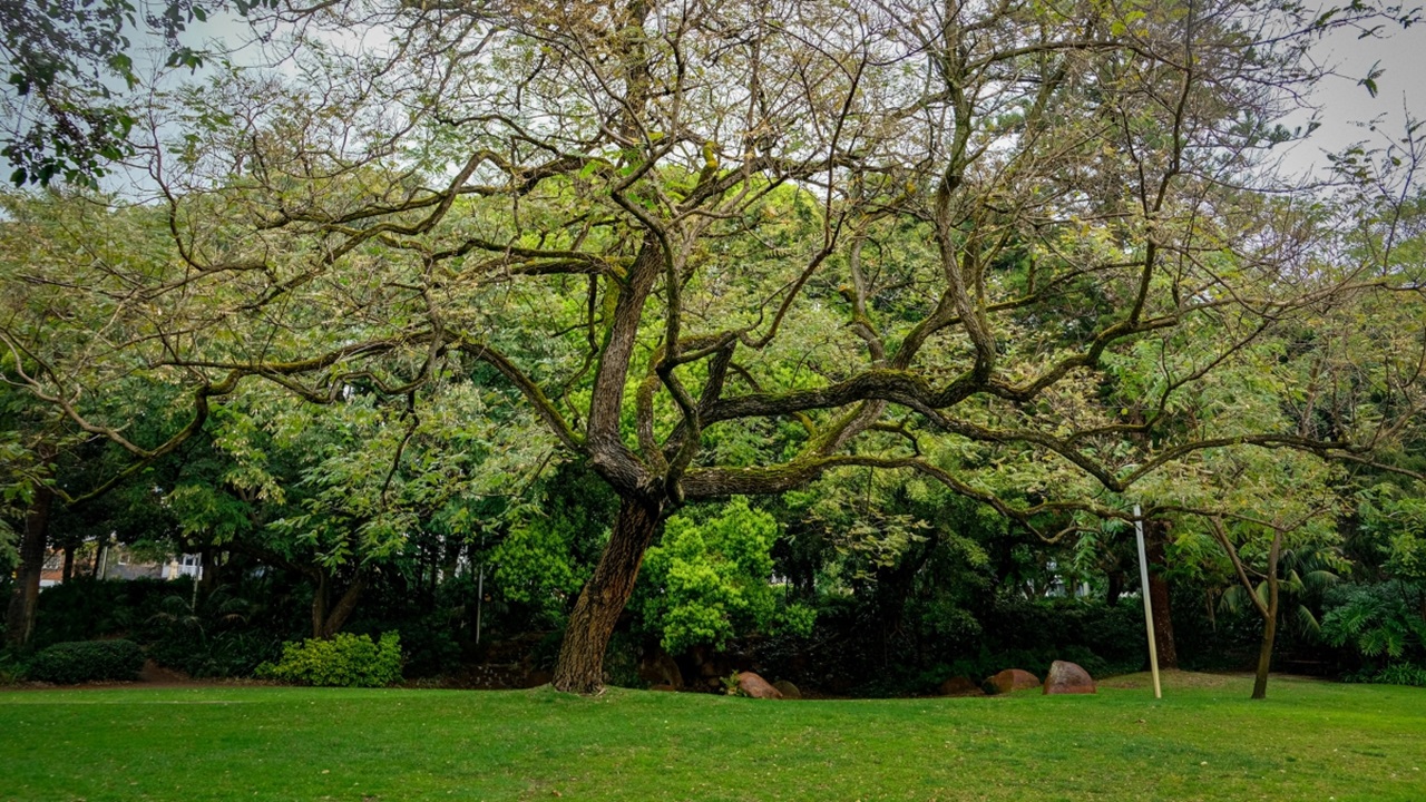 Harold Boas Gardens