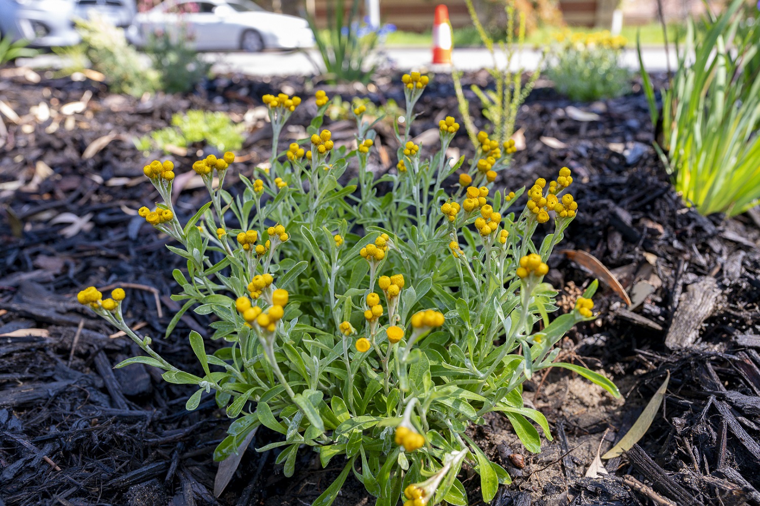 Desert Flame - Chrysocephalum apiculatum