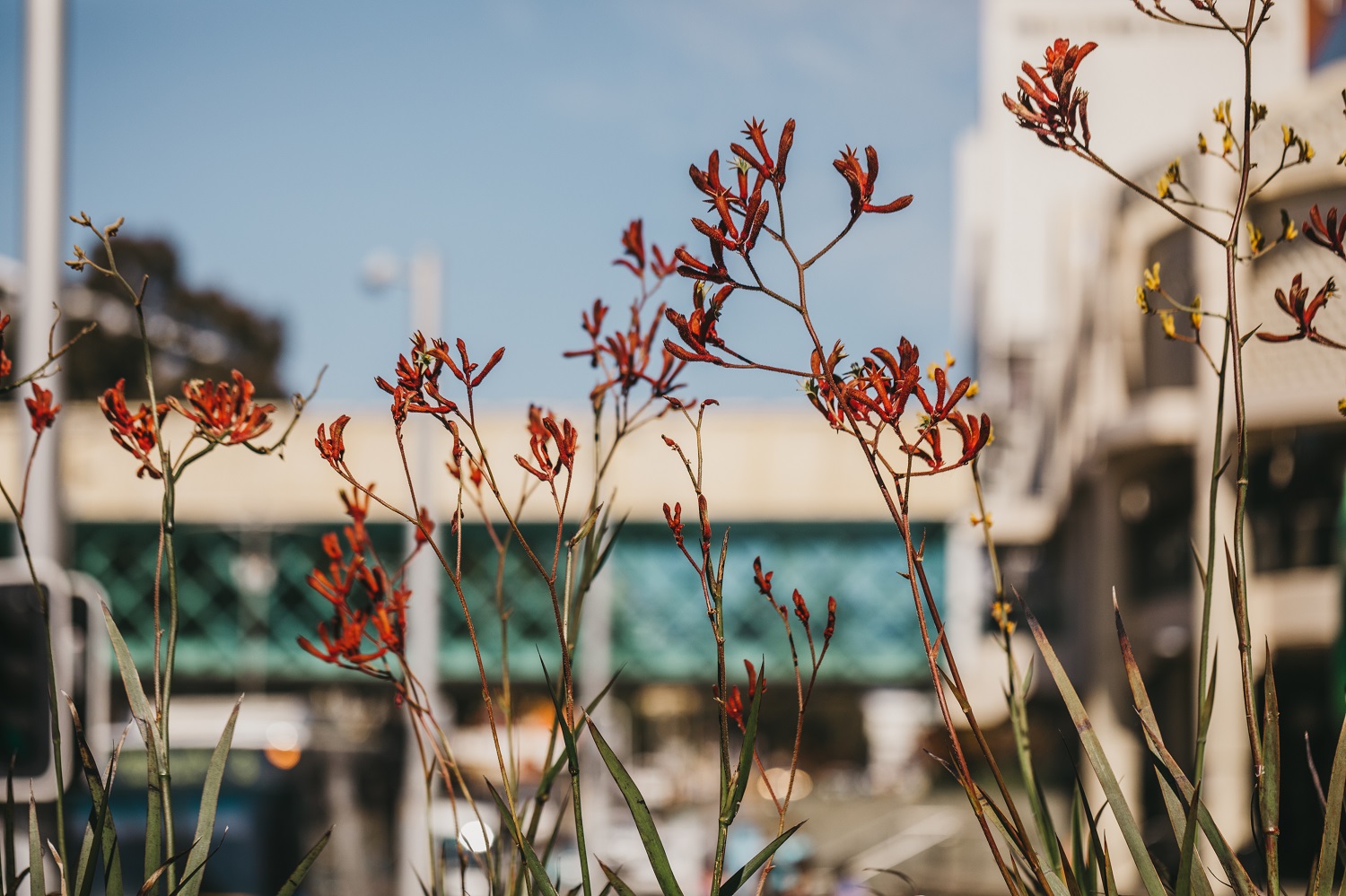 Kangaroo Paw - Anigozanthos