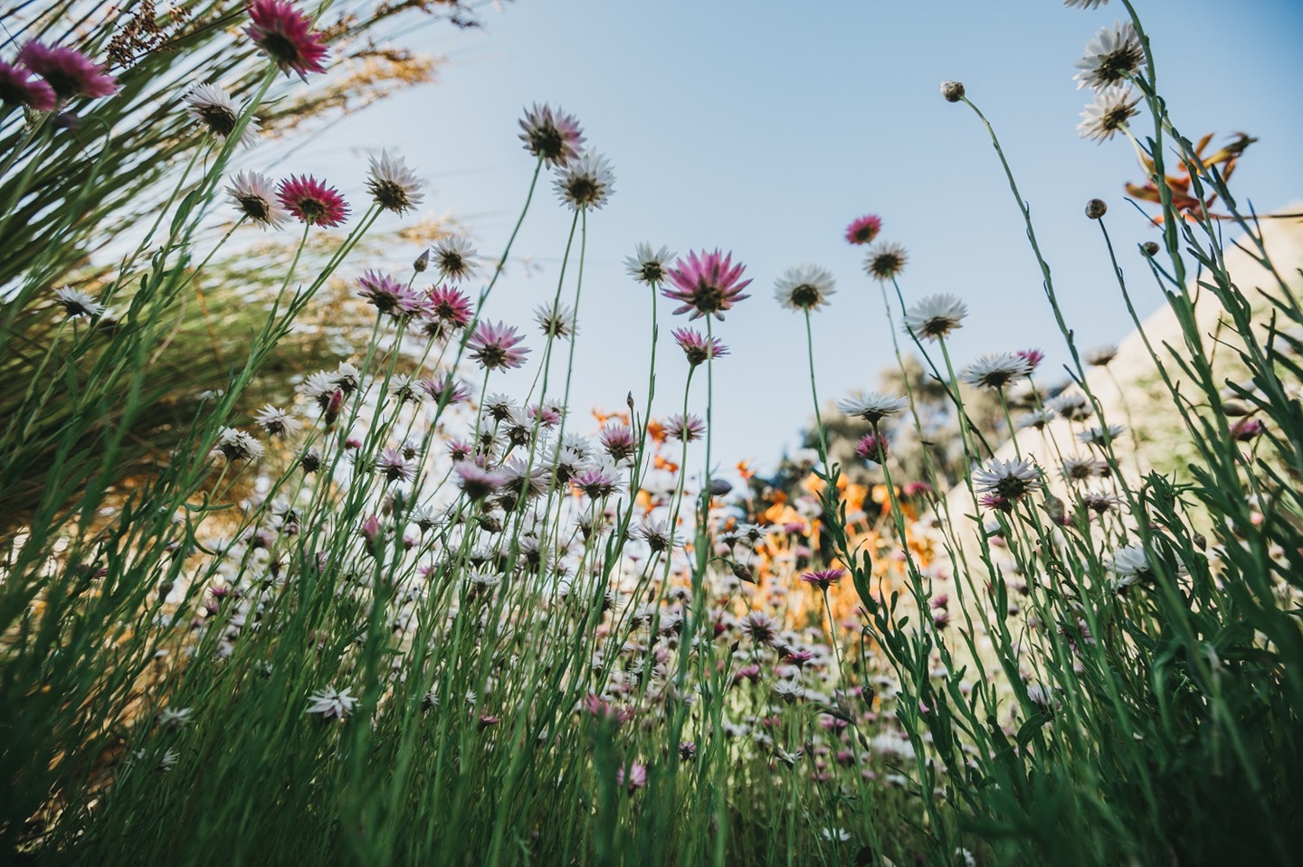 Pink Everlasting - Rhodanthe chlorocephala
