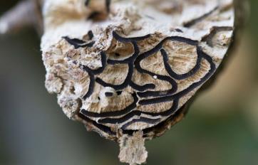 Polyphagous shot-hole borer (PSHB)