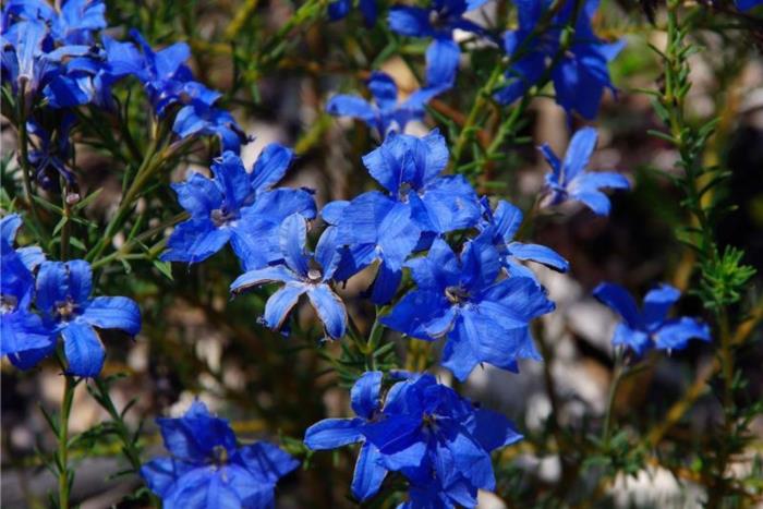 Blue Lechenaultia