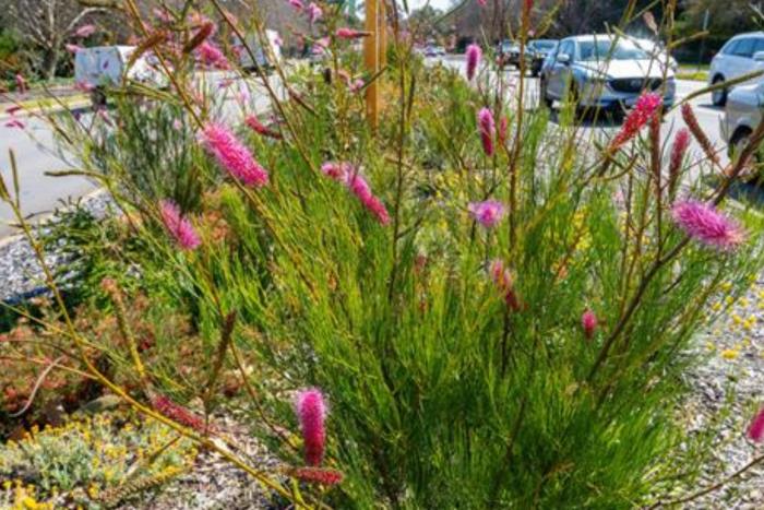 Grevillea petrophiloides x oligomera