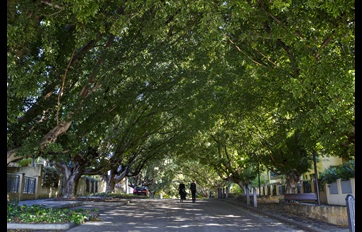 Royal Street Greenery