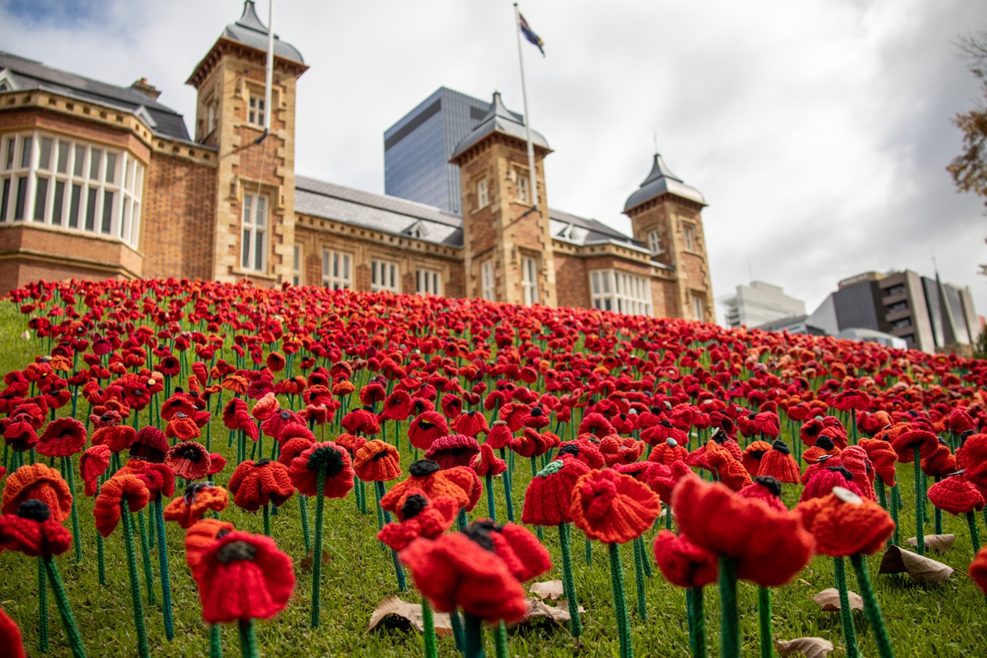 poppies at Government House