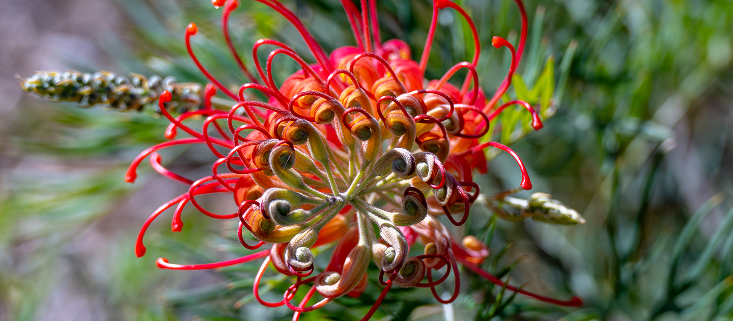 Close up of a bright red Banksia flower.