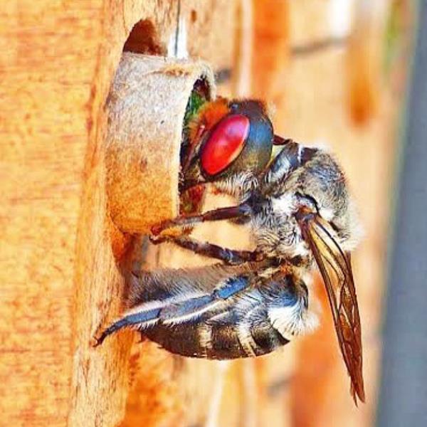 Native bee Megachile aurifrons on a bee hotel.