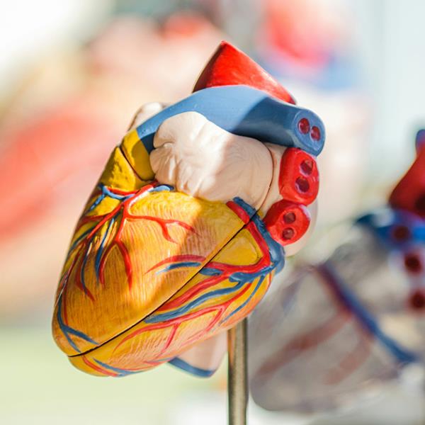 Colourful medical model of a human heart.