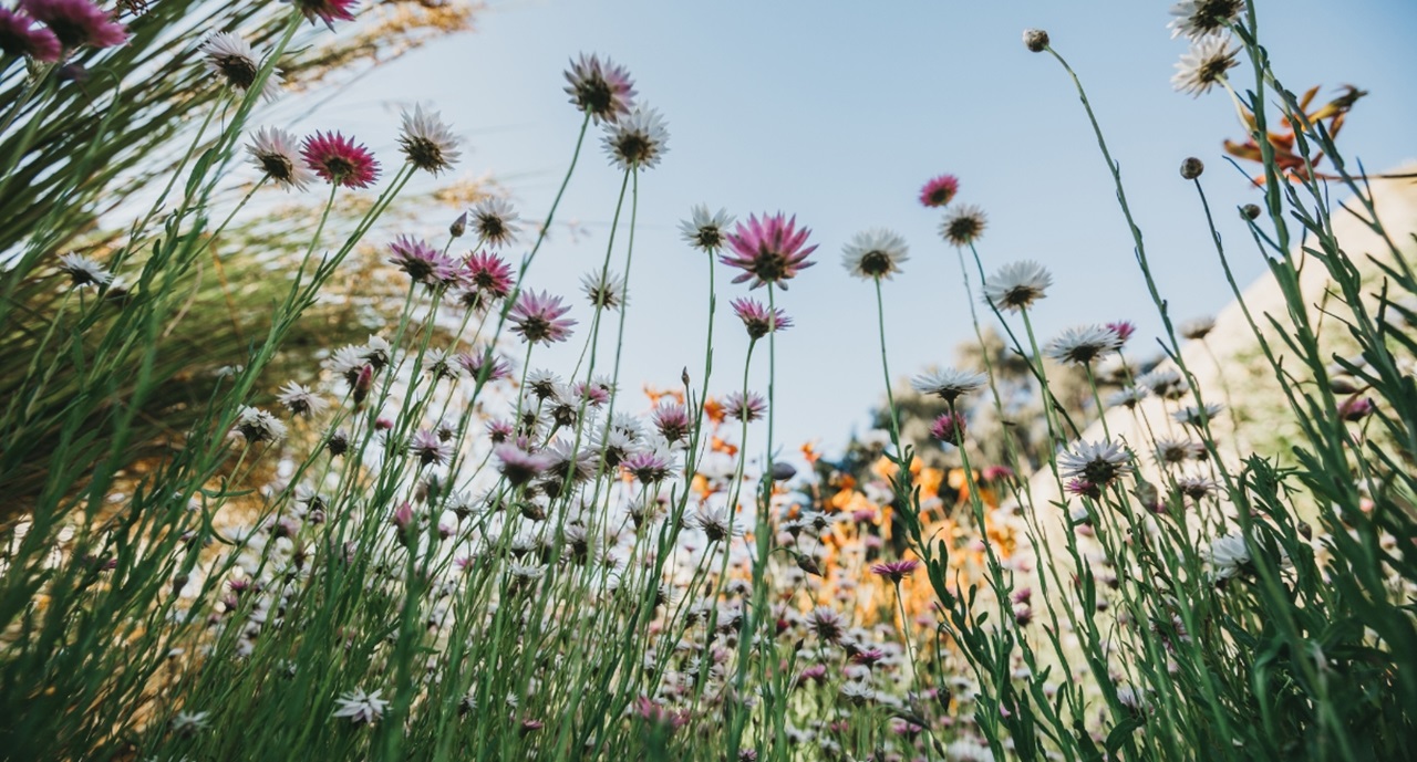 A garden bed of pink daisies