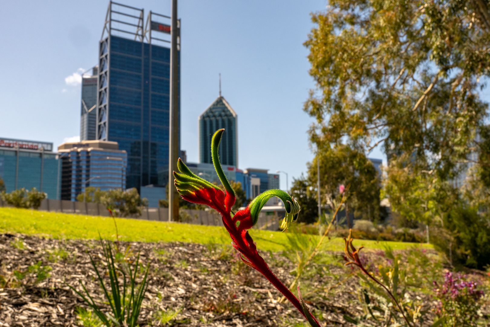 Spring plantings at David Carr Memorial Park
