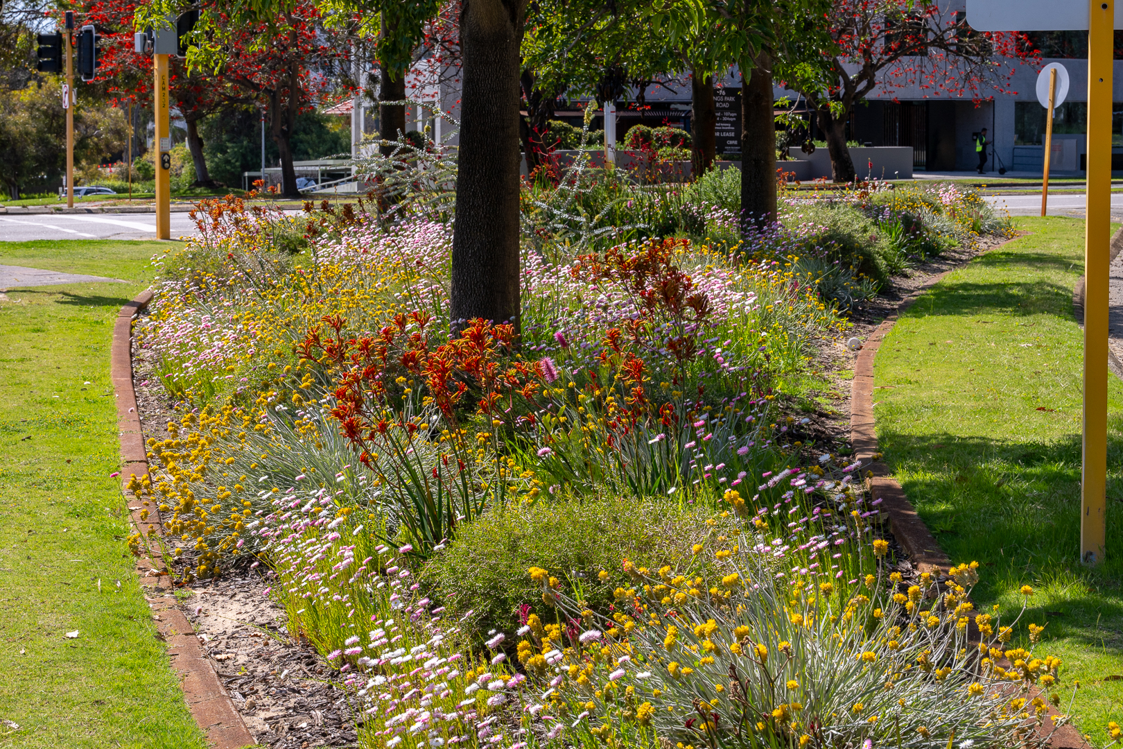 Entry statement plantings