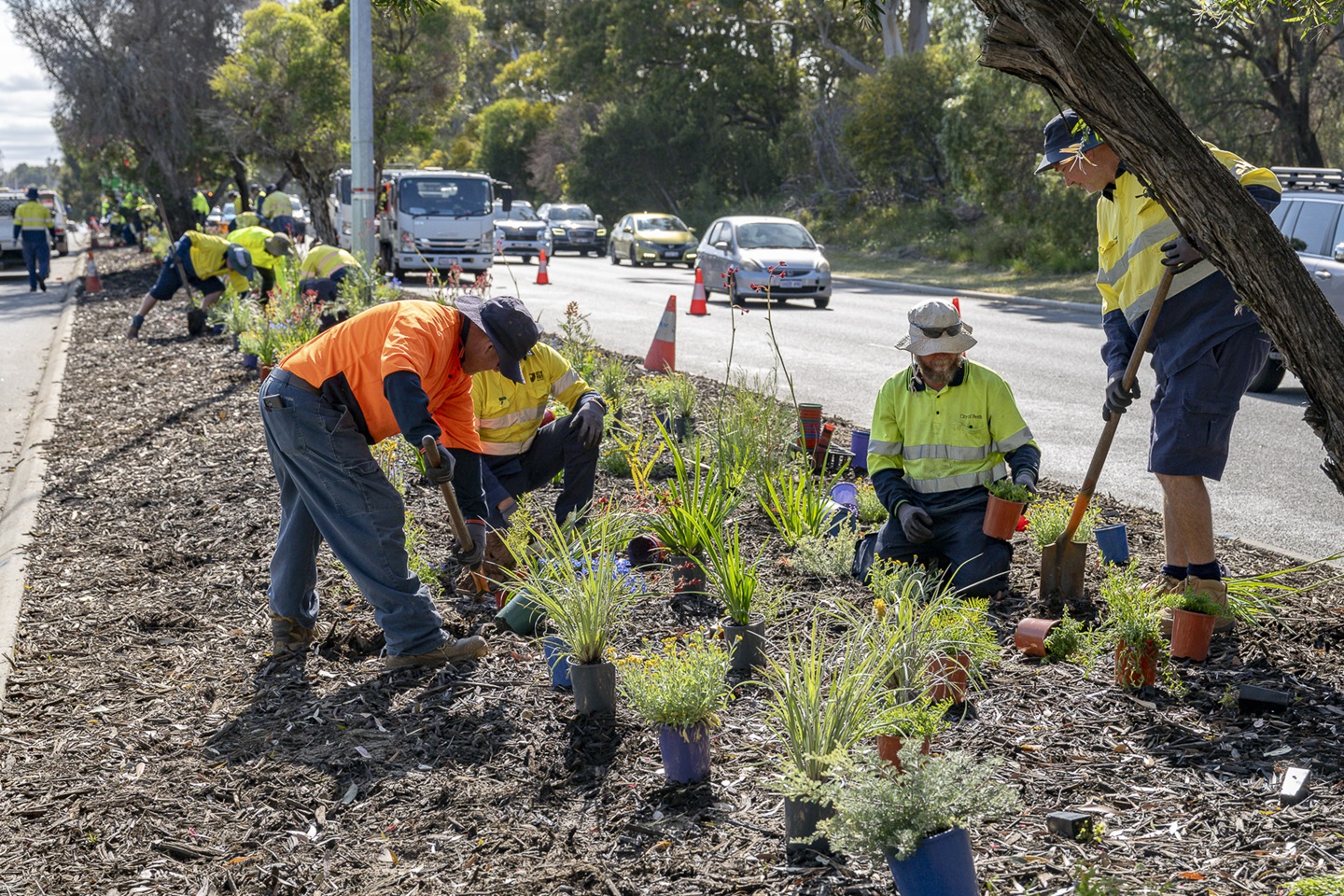 Spring Plantings - Thomas Rd median  - September 2024