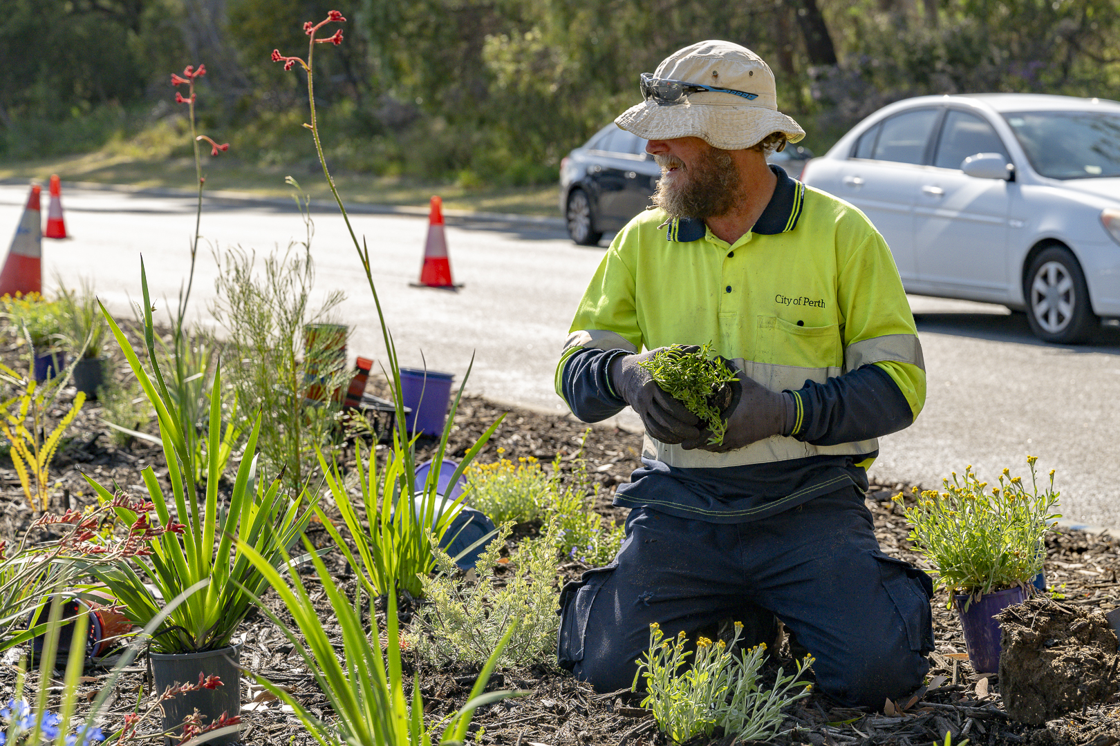Spring Plantings - Thomas Rd median  - September 2024
