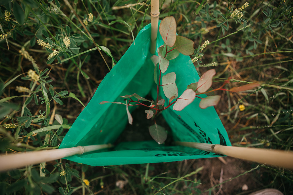 A small, green tree is planted into the ground. 