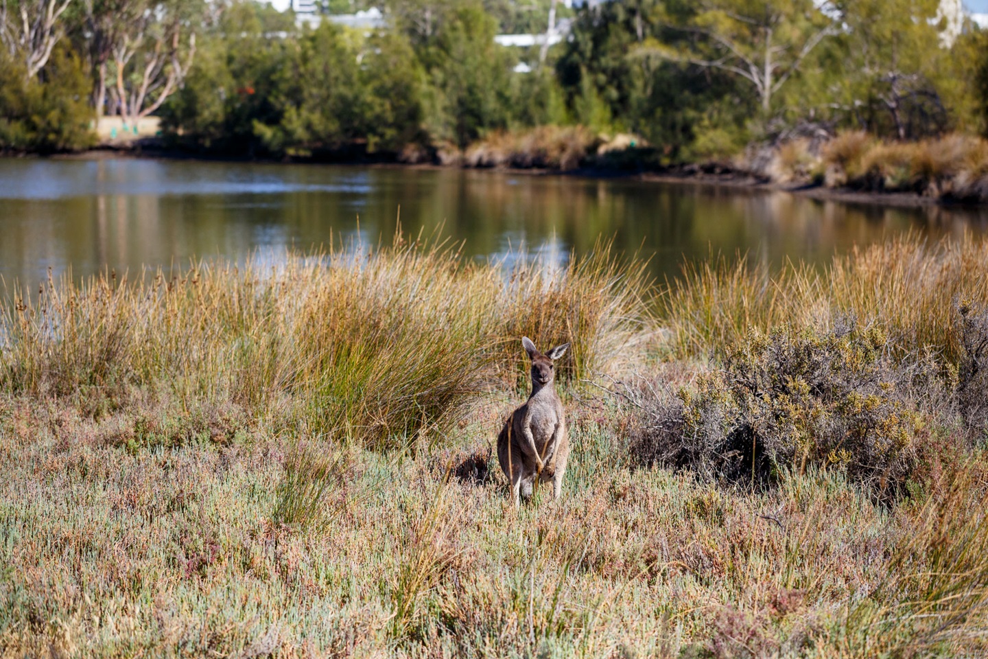 Kangaroo on Heirisson Island