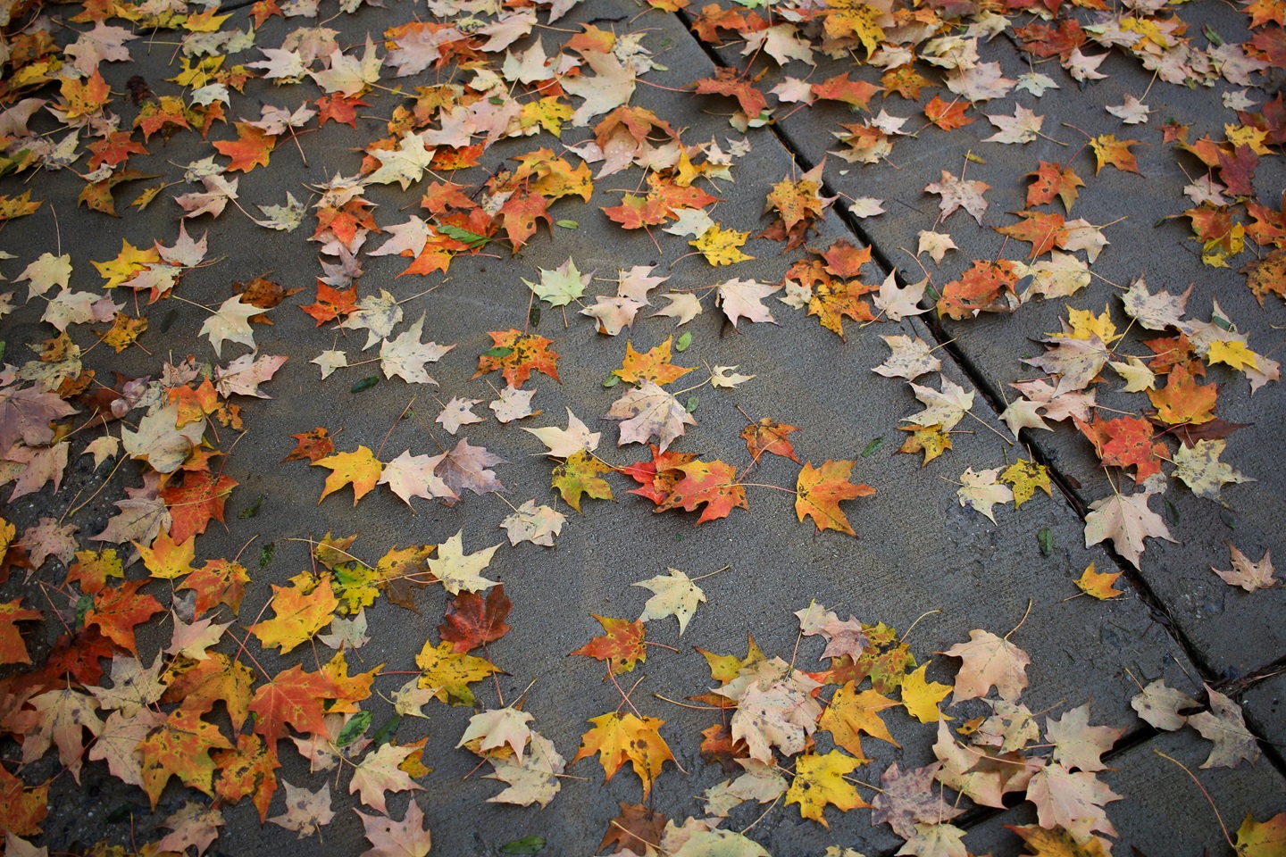 leaves on ground
