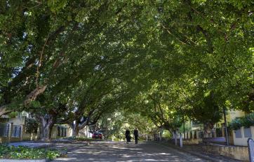 Royal Street Greenery