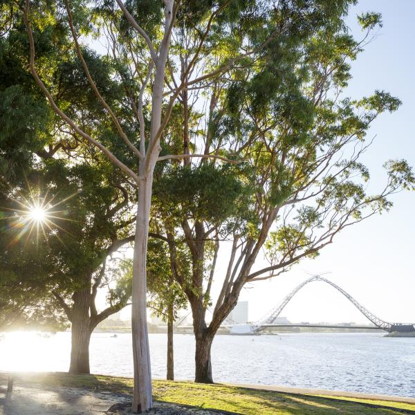 Among the Gumtrees