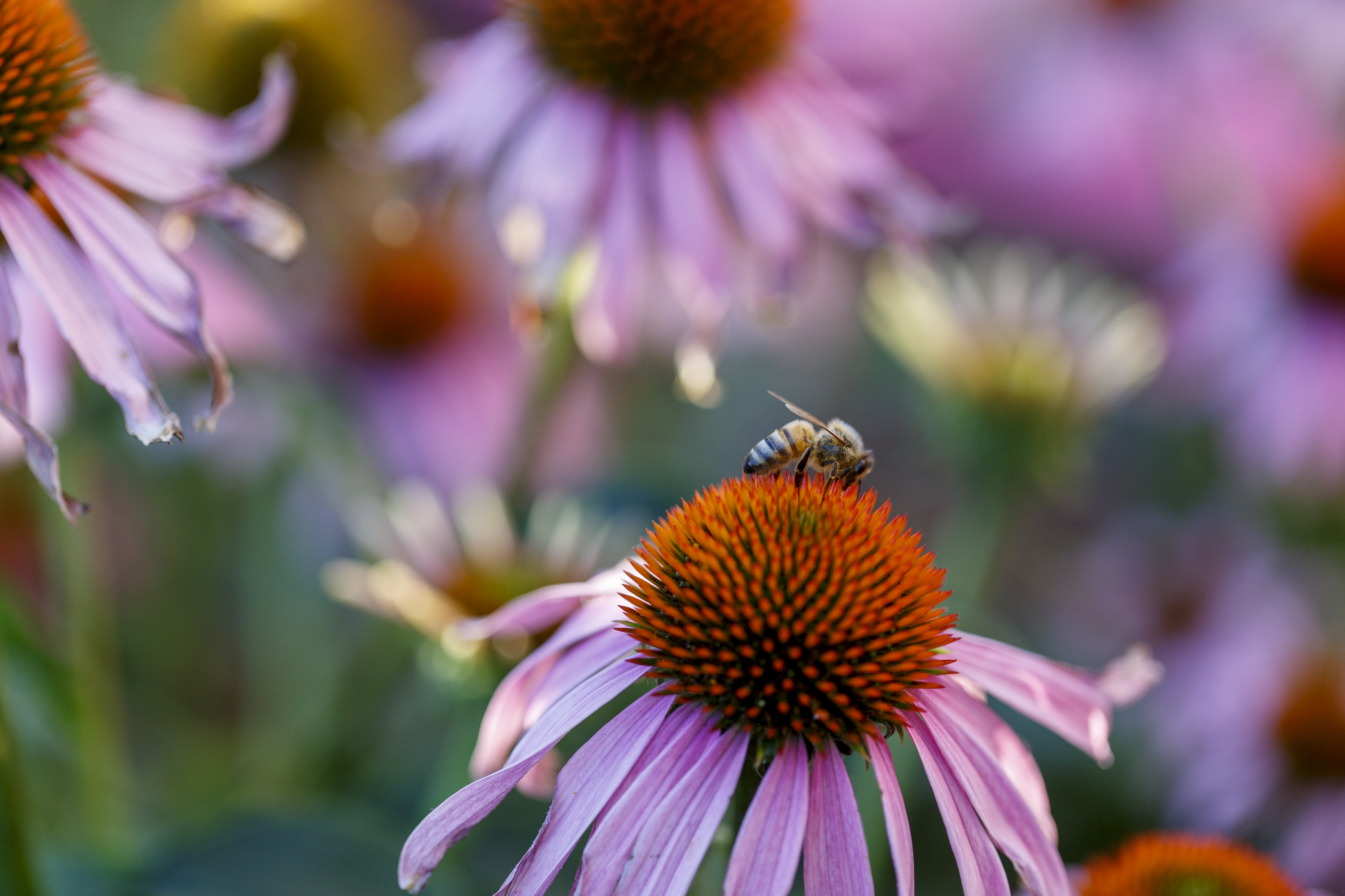 Mindful Gardening