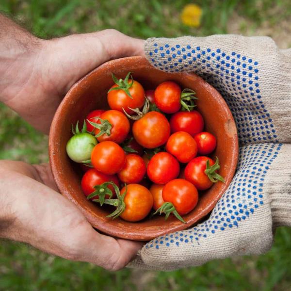 Organic Growing
