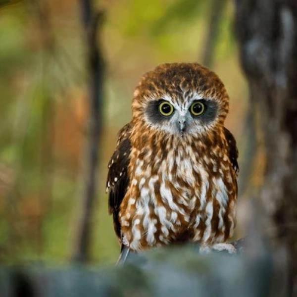Urban Owls
