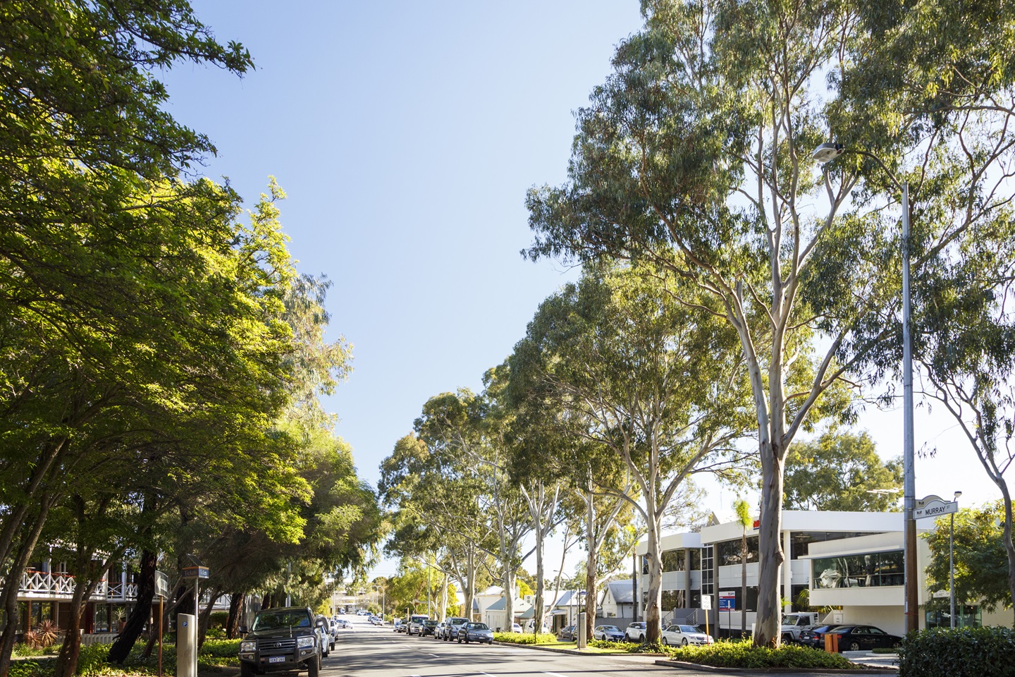 Trees lining Murray Street
