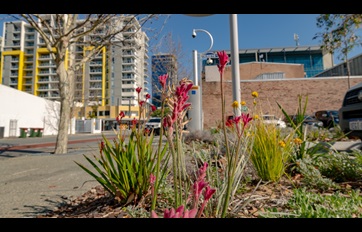 Waterwise verge garden