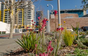Waterwise verge garden