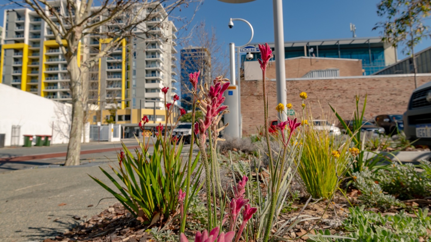 Waterwise verge garden