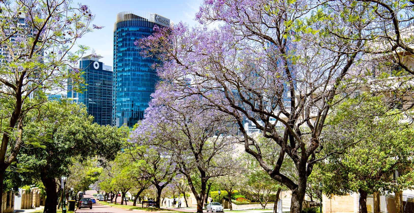 Tree month in the City of Perth